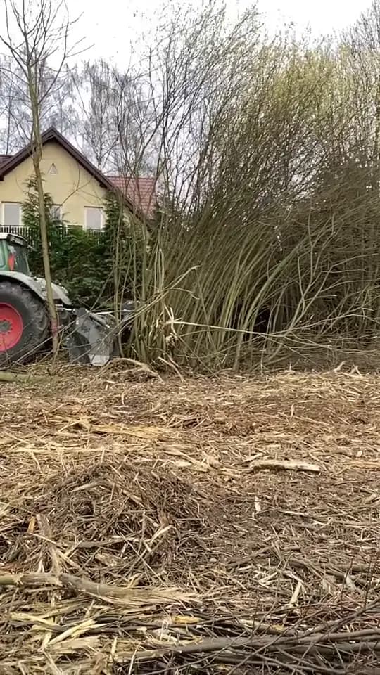 Karczowanie samosiejek przy posesji