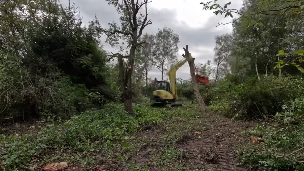 Uprzątanie terenu po wycince