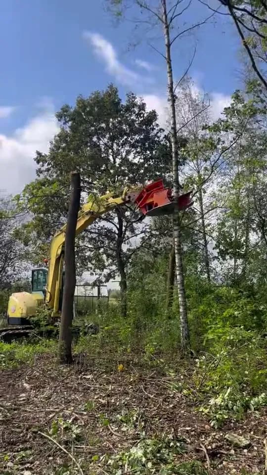Wycinka brzozy głowicą tnącą