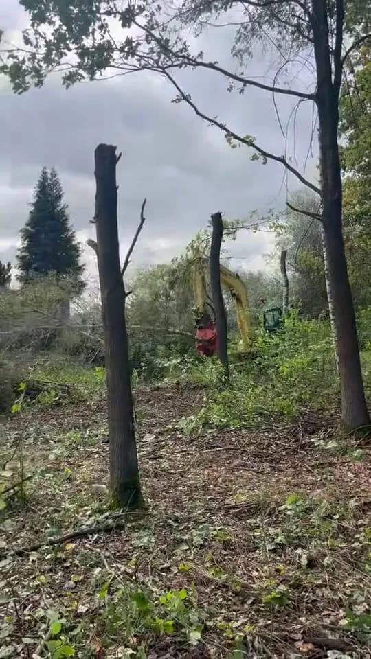 Wycinka samosiejek między drzewami