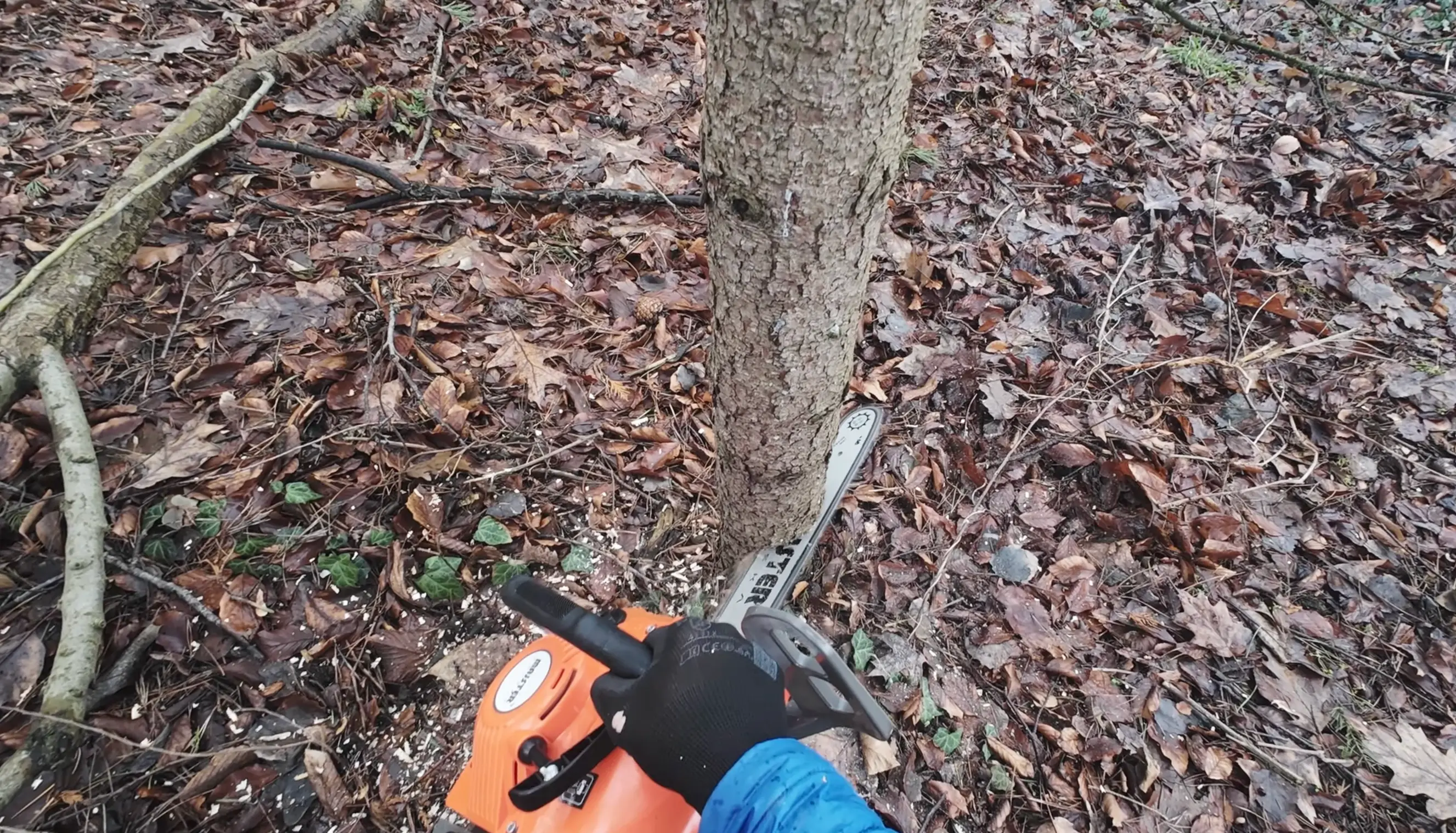 Wycinka drzew Kraków - arborysta podczas wycinki sekcyjnej z opuszczaniem sekcji na linach